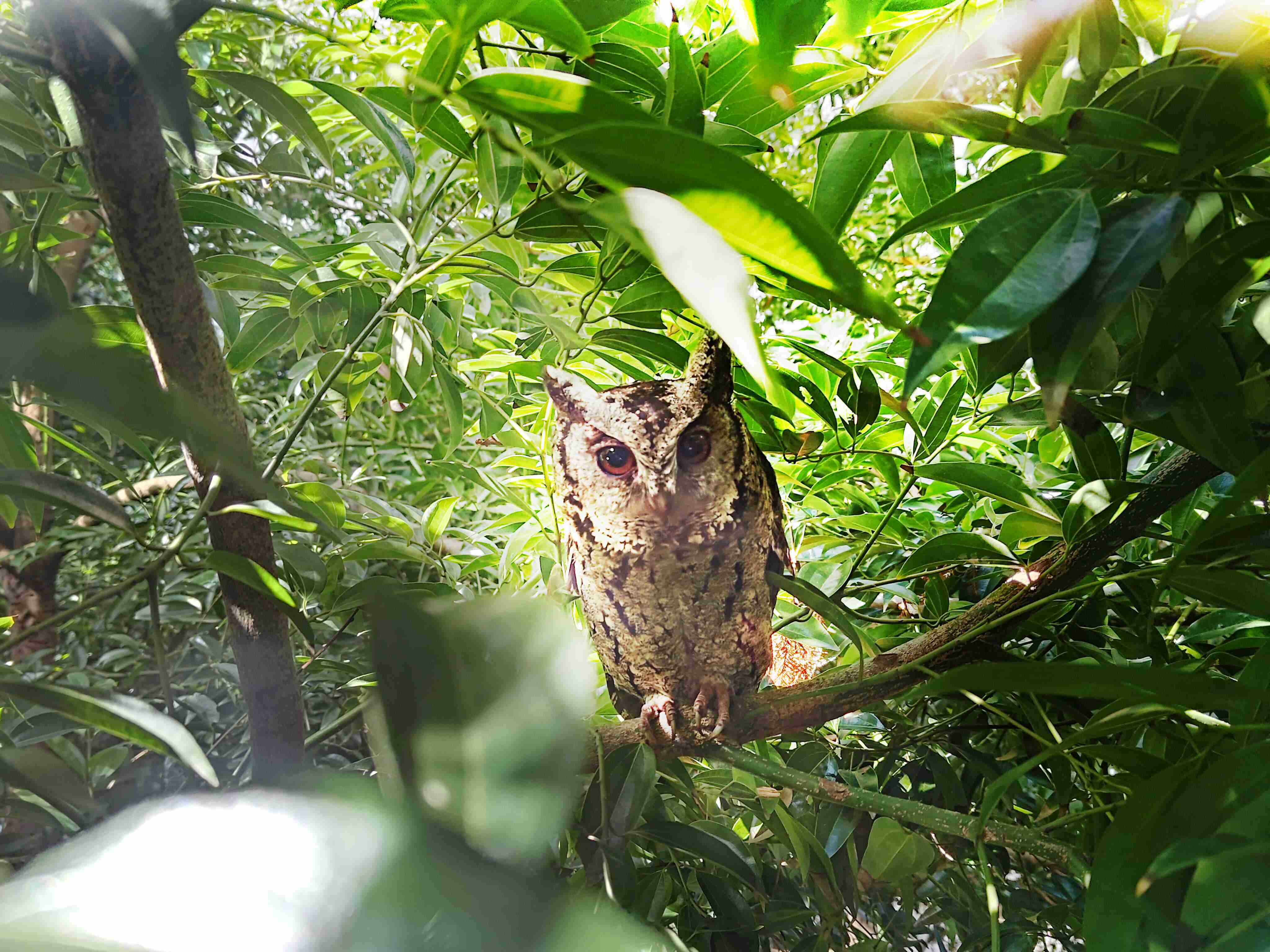 开云电子致力提倡净零绿生活，，16年以来在全球各厂区植树逾百万棵，，，，造就各厂区树木蔚然成林，，，犹如森林工厂，，，成为许多生物的栖息地